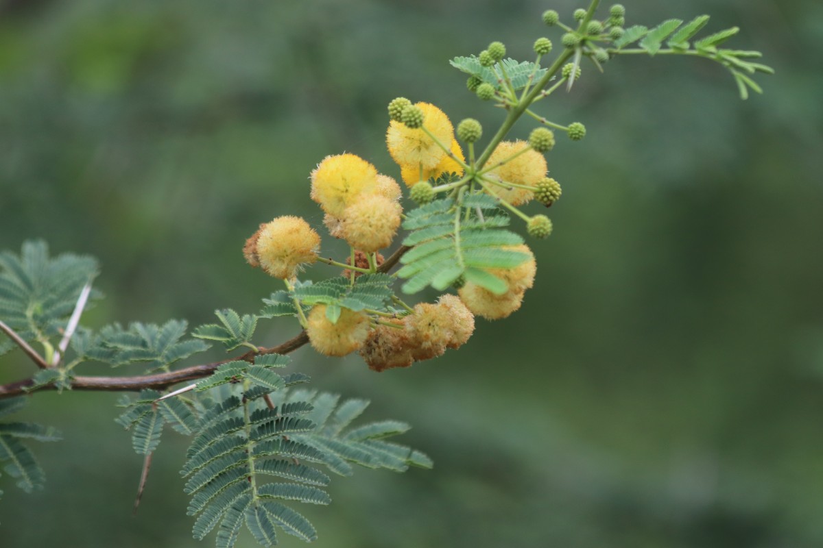 Vachellia nilotica (L.) P.J.H.Hurter & Mabb.